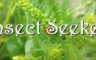 昆虫探寻者/Insect Seeker